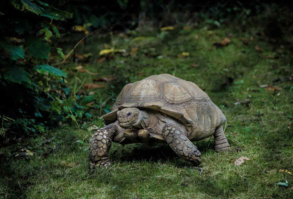 tortuga de tierra caminando sobre hierba