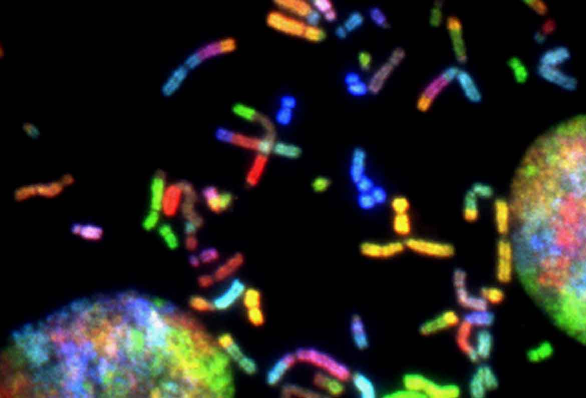 cromosomas multicolores vistos por microscopio