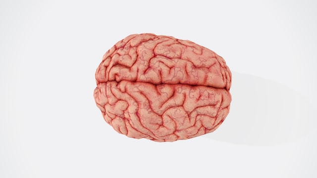 cerebro visto desde arriba